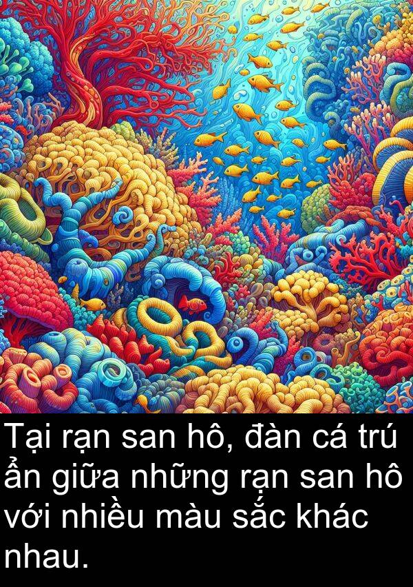 san: Tại rạn san hô, đàn cá trú ẩn giữa những rạn san hô với nhiều màu sắc khác nhau.