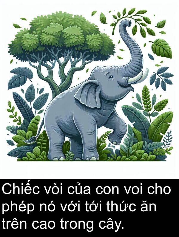 cao: Chiếc vòi của con voi cho phép nó với tới thức ăn trên cao trong cây.