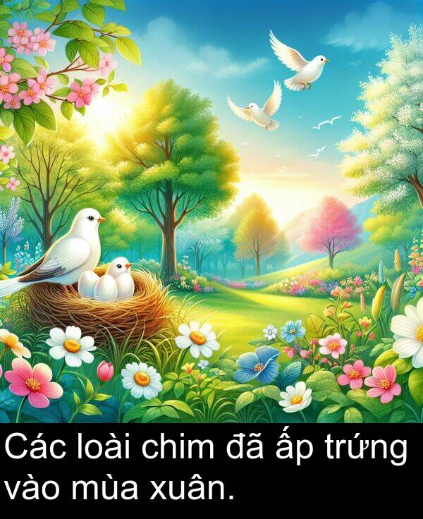 xuân: Các loài chim đã ấp trứng vào mùa xuân.