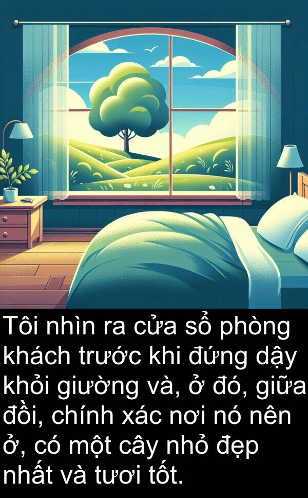 xác: Tôi nhìn ra cửa sổ phòng khách trước khi đứng dậy khỏi giường và, ở đó, giữa đồi, chính xác nơi nó nên ở, có một cây nhỏ đẹp nhất và tươi tốt.