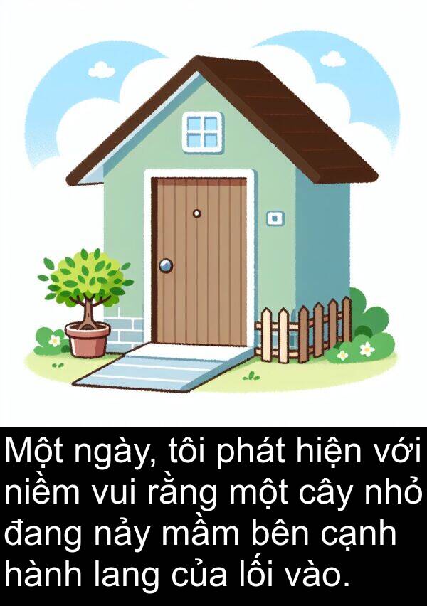 lối: Một ngày, tôi phát hiện với niềm vui rằng một cây nhỏ đang nảy mầm bên cạnh hành lang của lối vào.