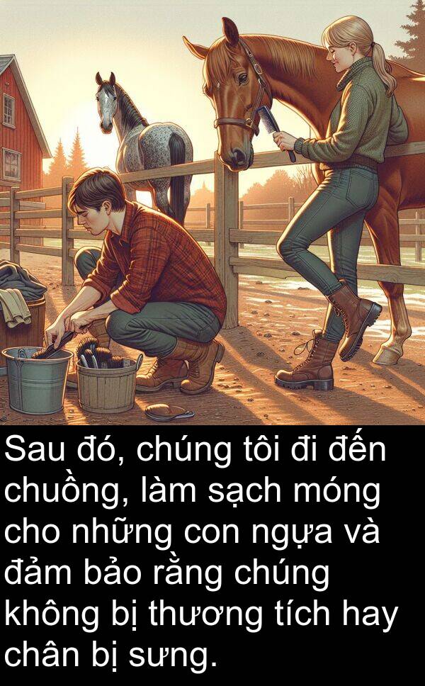 sạch: Sau đó, chúng tôi đi đến chuồng, làm sạch móng cho những con ngựa và đảm bảo rằng chúng không bị thương tích hay chân bị sưng.