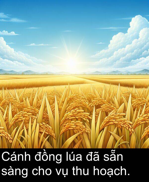 sàng: Cánh đồng lúa đã sẵn sàng cho vụ thu hoạch.