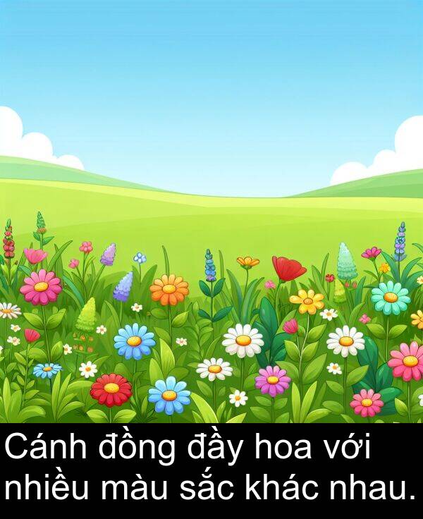 nhau: Cánh đồng đầy hoa với nhiều màu sắc khác nhau.