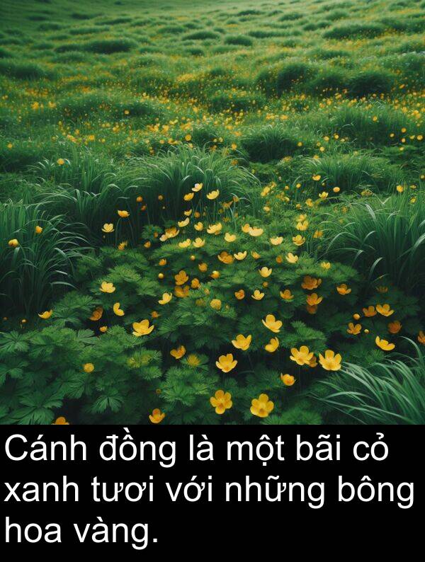 xanh: Cánh đồng là một bãi cỏ xanh tươi với những bông hoa vàng.