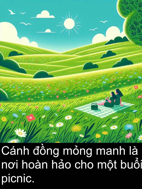 manh: Cánh đồng mỏng manh là nơi hoàn hảo cho một buổi picnic.