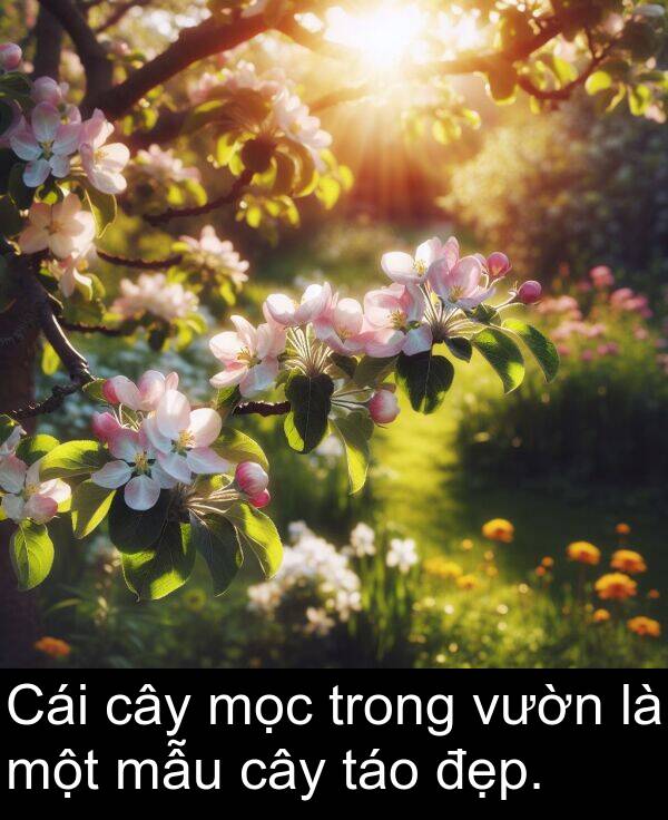 mẫu: Cái cây mọc trong vườn là một mẫu cây táo đẹp.