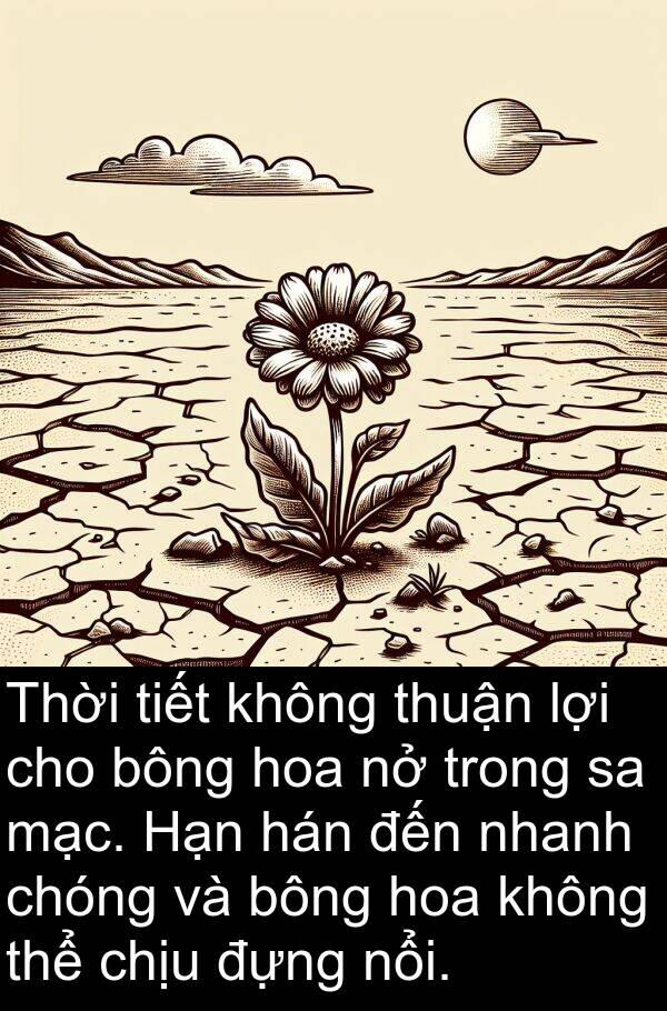 chóng: Thời tiết không thuận lợi cho bông hoa nở trong sa mạc. Hạn hán đến nhanh chóng và bông hoa không thể chịu đựng nổi.