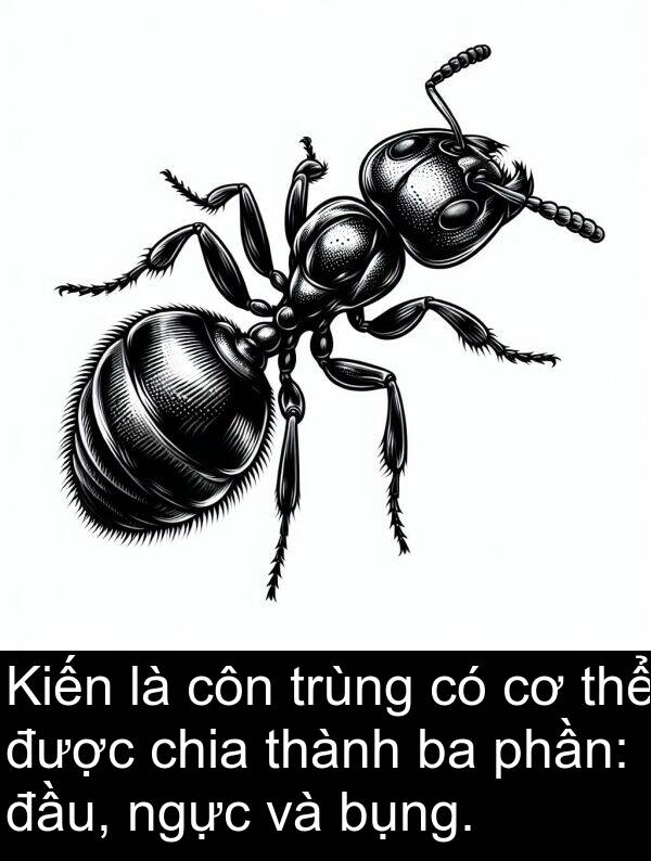 trùng: Kiến là côn trùng có cơ thể được chia thành ba phần: đầu, ngực và bụng.