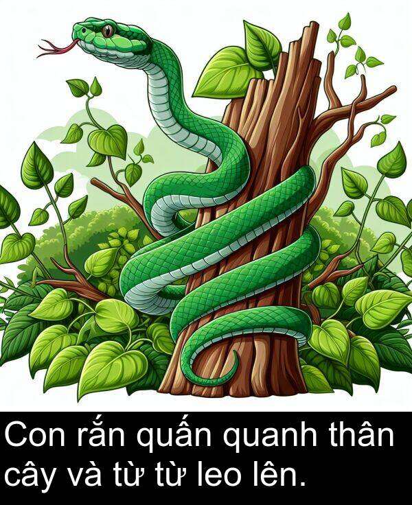 lên: Con rắn quấn quanh thân cây và từ từ leo lên.