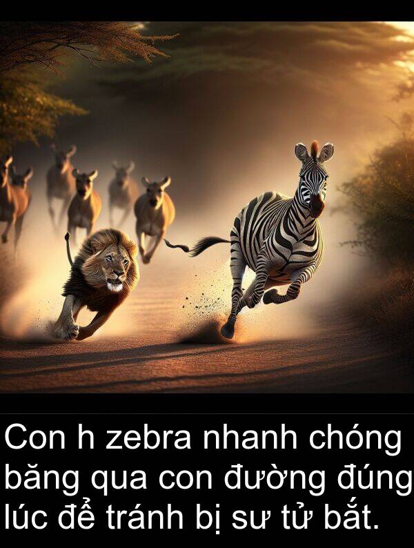 tránh: Con h zebra nhanh chóng băng qua con đường đúng lúc để tránh bị sư tử bắt.