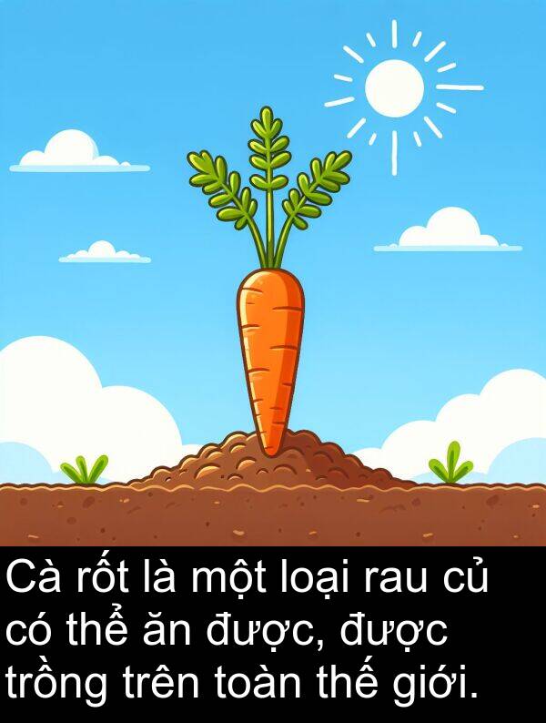 trồng: Cà rốt là một loại rau củ có thể ăn được, được trồng trên toàn thế giới.