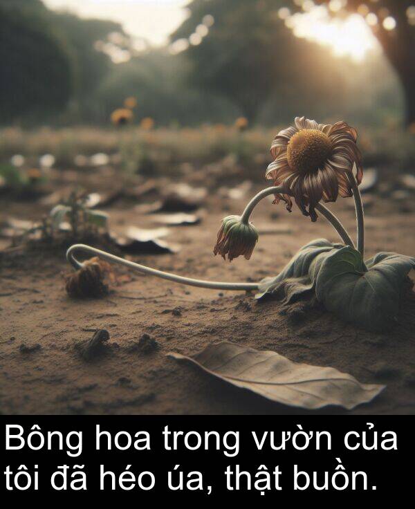 thật: Bông hoa trong vườn của tôi đã héo úa, thật buồn.