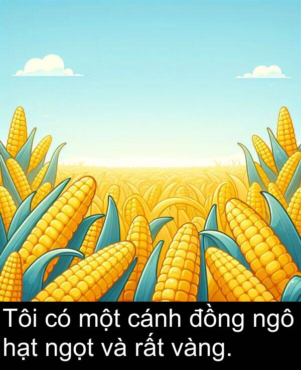 ngô: Tôi có một cánh đồng ngô hạt ngọt và rất vàng.