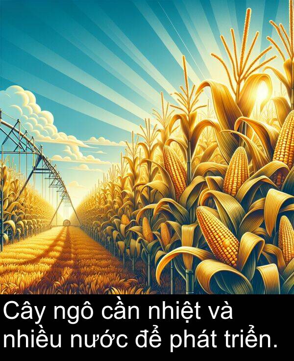 ngô: Cây ngô cần nhiệt và nhiều nước để phát triển.