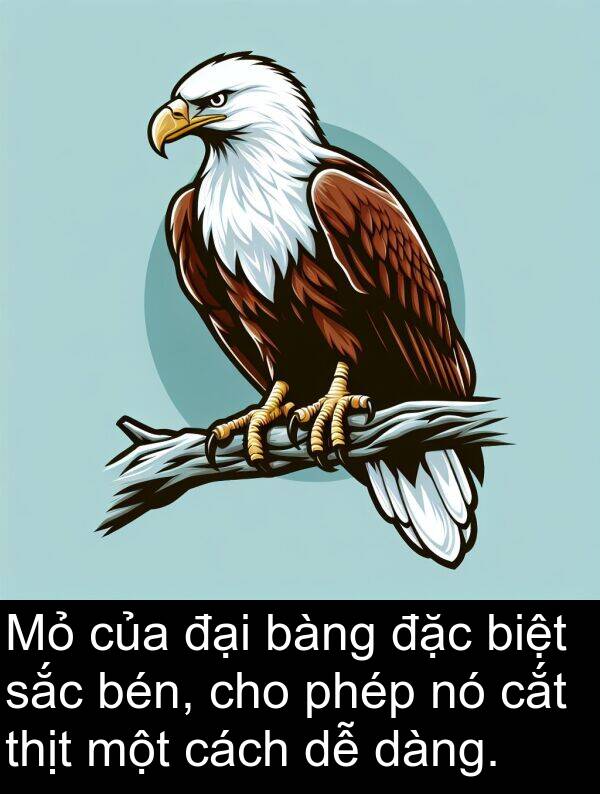 cắt: Mỏ của đại bàng đặc biệt sắc bén, cho phép nó cắt thịt một cách dễ dàng.