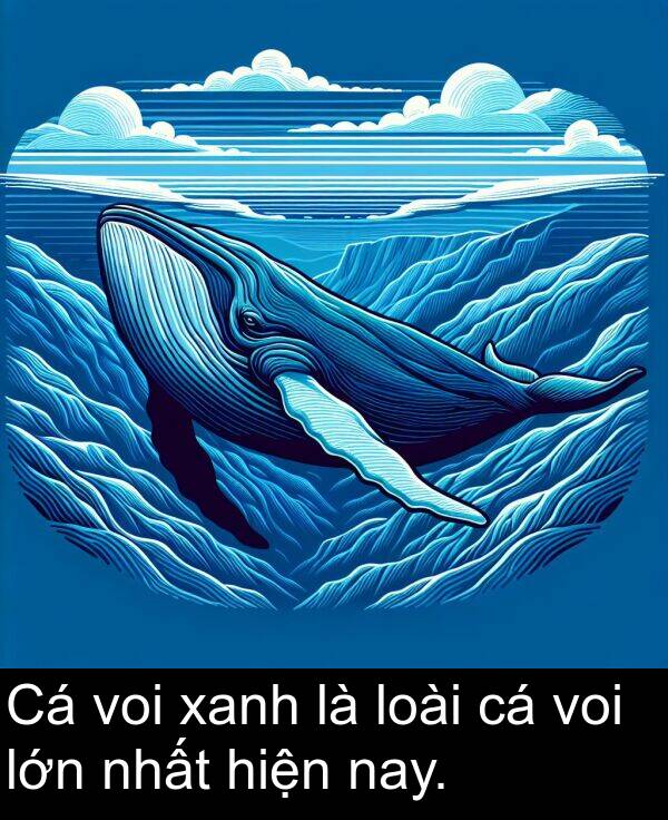 xanh: Cá voi xanh là loài cá voi lớn nhất hiện nay.