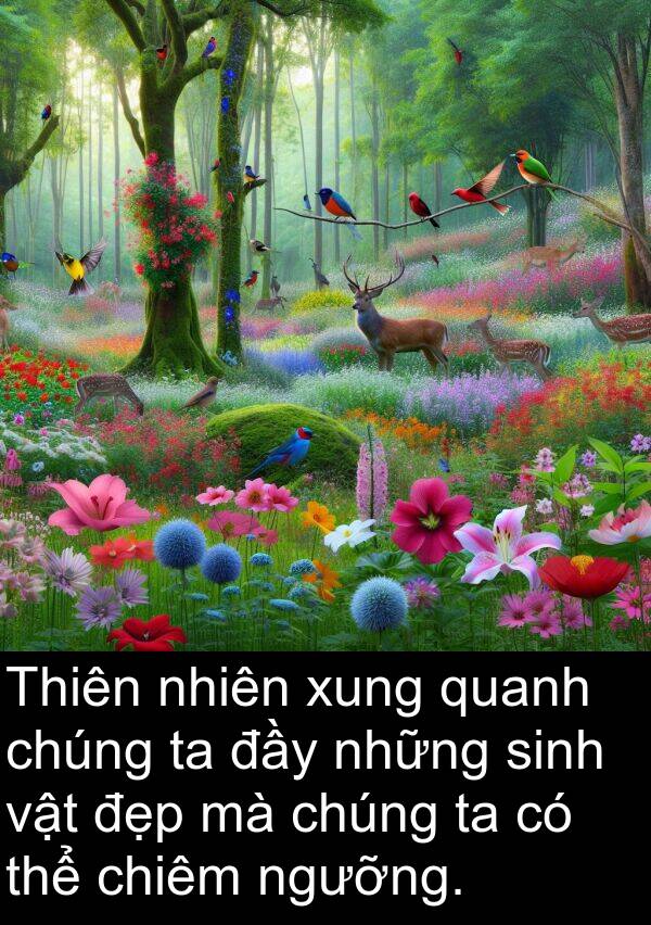 chiêm: Thiên nhiên xung quanh chúng ta đầy những sinh vật đẹp mà chúng ta có thể chiêm ngưỡng.