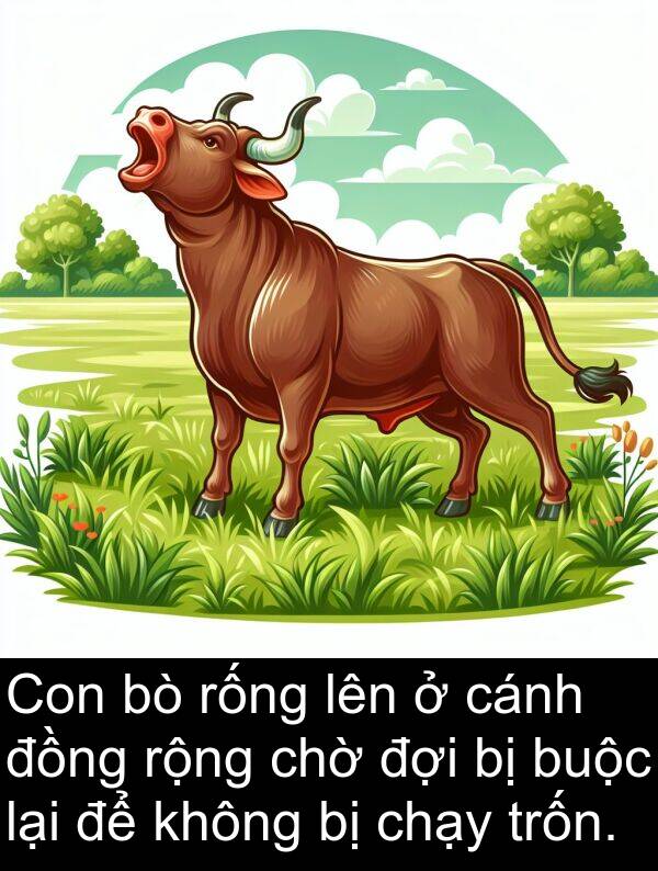 trốn: Con bò rống lên ở cánh đồng rộng chờ đợi bị buộc lại để không bị chạy trốn.