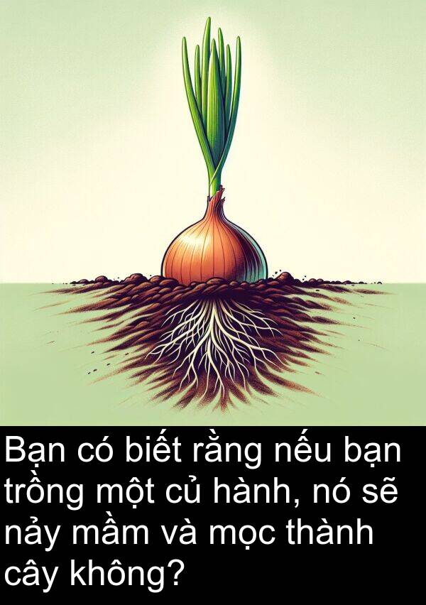 trồng: Bạn có biết rằng nếu bạn trồng một củ hành, nó sẽ nảy mầm và mọc thành cây không?