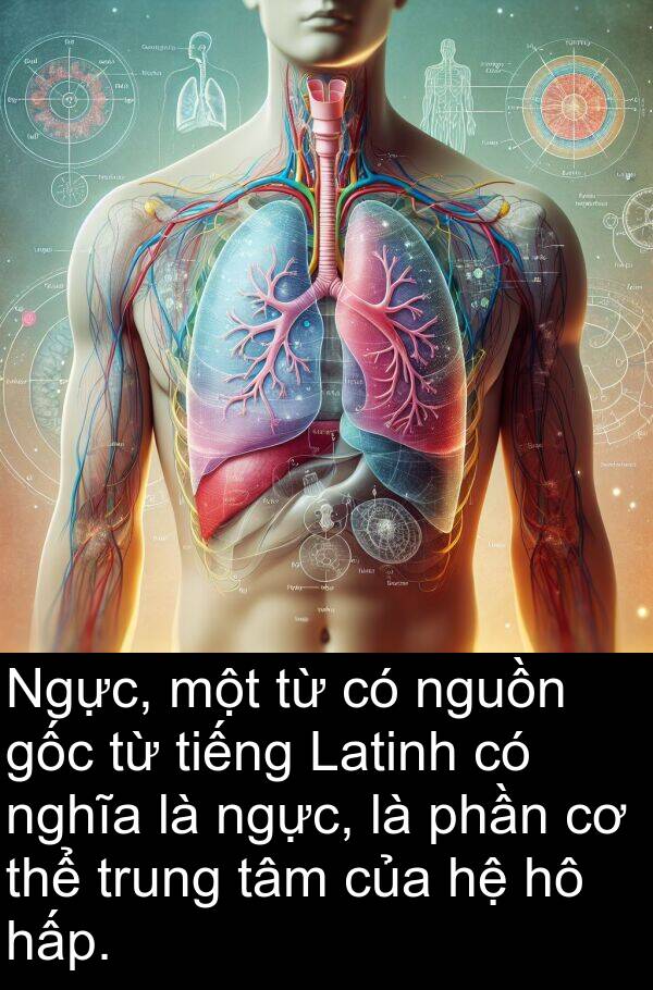 phần: Ngực, một từ có nguồn gốc từ tiếng Latinh có nghĩa là ngực, là phần cơ thể trung tâm của hệ hô hấp.