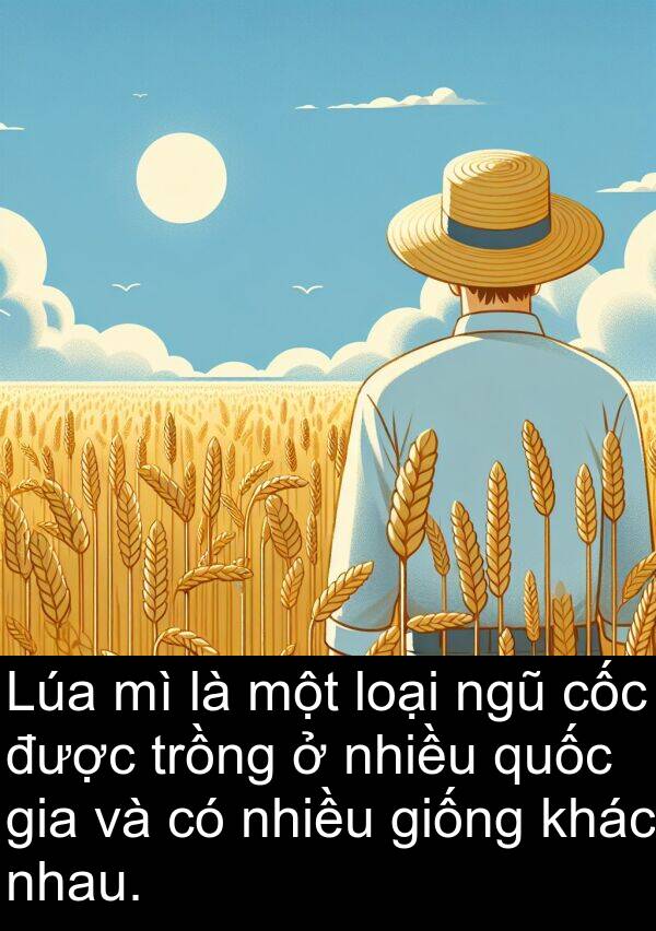 trồng: Lúa mì là một loại ngũ cốc được trồng ở nhiều quốc gia và có nhiều giống khác nhau.