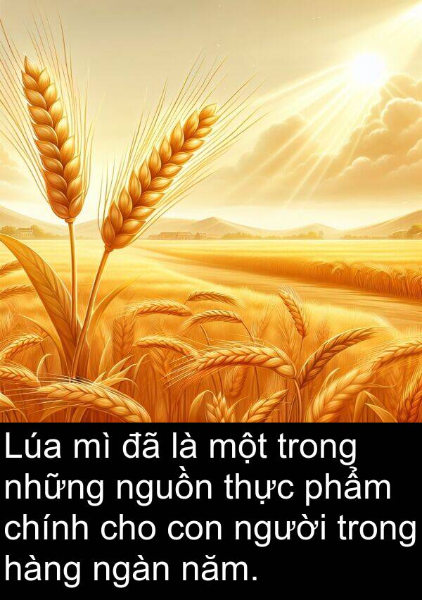 ngàn: Lúa mì đã là một trong những nguồn thực phẩm chính cho con người trong hàng ngàn năm.