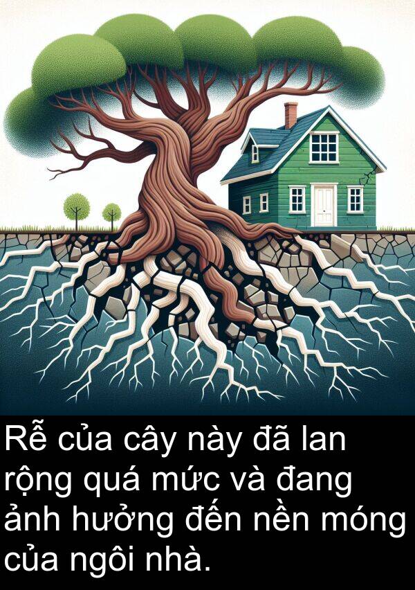 ngôi: Rễ của cây này đã lan rộng quá mức và đang ảnh hưởng đến nền móng của ngôi nhà.