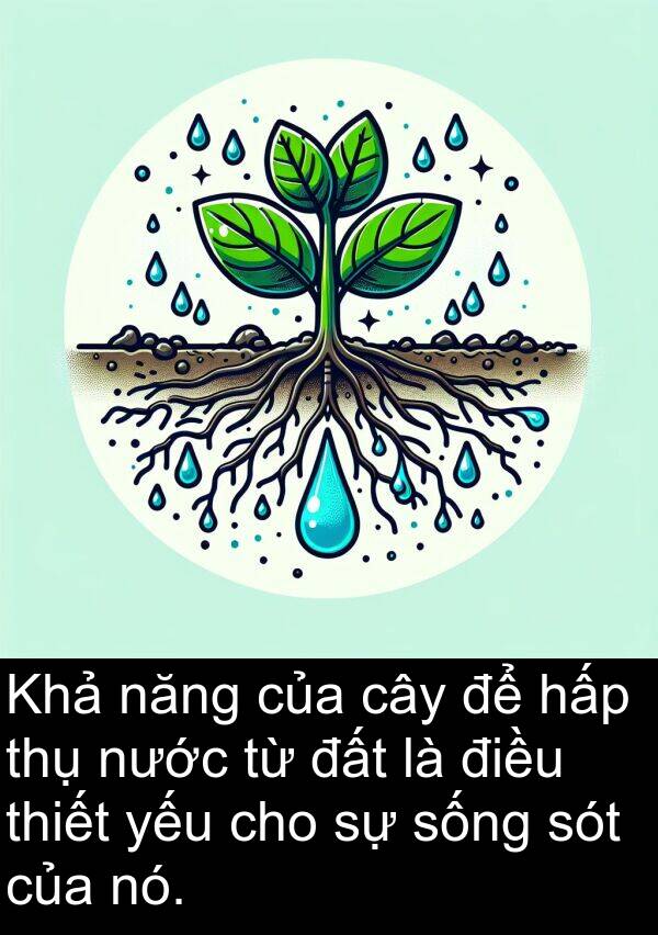 sót: Khả năng của cây để hấp thụ nước từ đất là điều thiết yếu cho sự sống sót của nó.