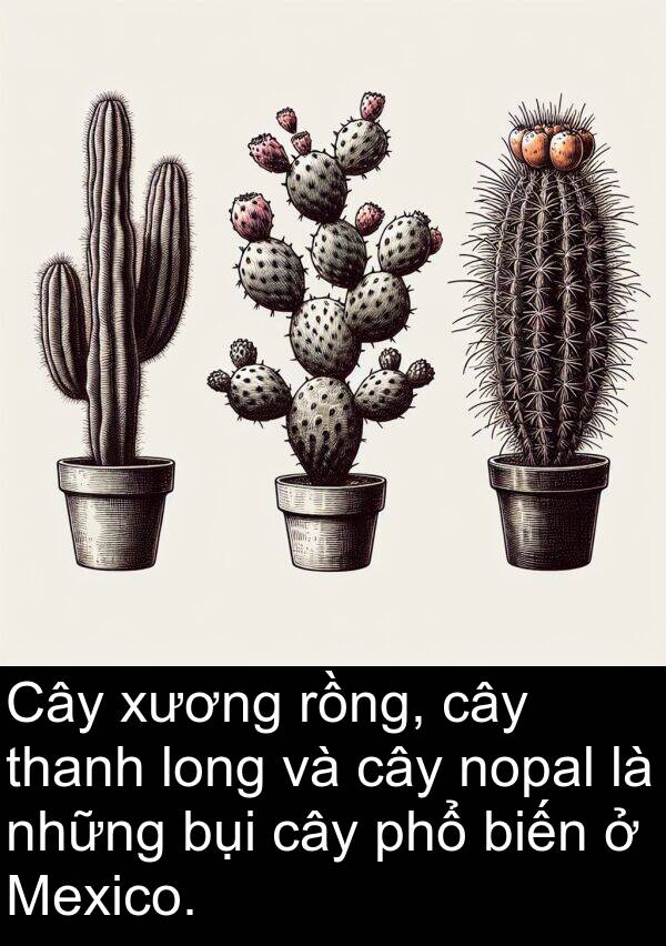 xương: Cây xương rồng, cây thanh long và cây nopal là những bụi cây phổ biến ở Mexico.