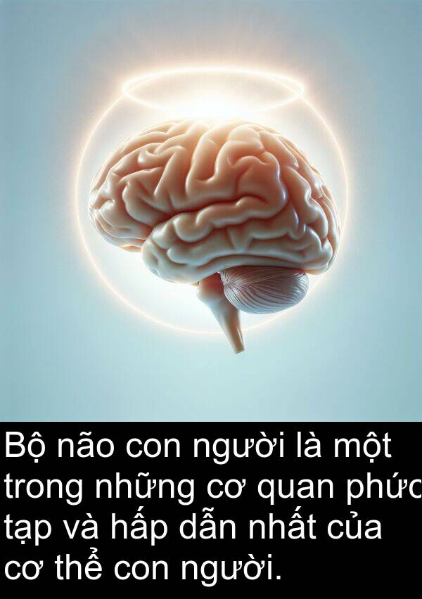 não: Bộ não con người là một trong những cơ quan phức tạp và hấp dẫn nhất của cơ thể con người.