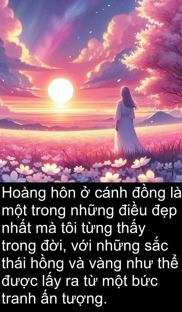 hồng: Hoàng hôn ở cánh đồng là một trong những điều đẹp nhất mà tôi từng thấy trong đời, với những sắc thái hồng và vàng như thể được lấy ra từ một bức tranh ấn tượng.