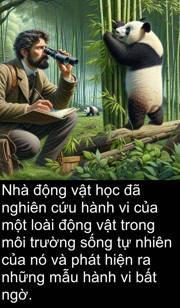 mẫu: Nhà động vật học đã nghiên cứu hành vi của một loài động vật trong môi trường sống tự nhiên của nó và phát hiện ra những mẫu hành vi bất ngờ.