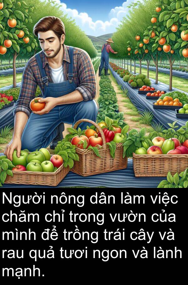 trồng: Người nông dân làm việc chăm chỉ trong vườn của mình để trồng trái cây và rau quả tươi ngon và lành mạnh.