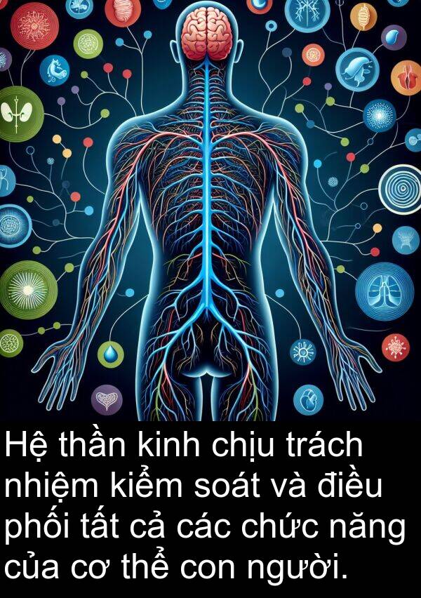 phối: Hệ thần kinh chịu trách nhiệm kiểm soát và điều phối tất cả các chức năng của cơ thể con người.