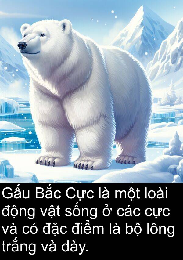 trắng: Gấu Bắc Cực là một loài động vật sống ở các cực và có đặc điểm là bộ lông trắng và dày.