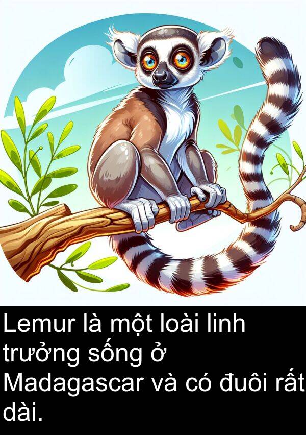 trưởng: Lemur là một loài linh trưởng sống ở Madagascar và có đuôi rất dài.