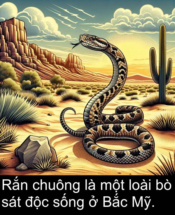 sống: Rắn chuông là một loài bò sát độc sống ở Bắc Mỹ.