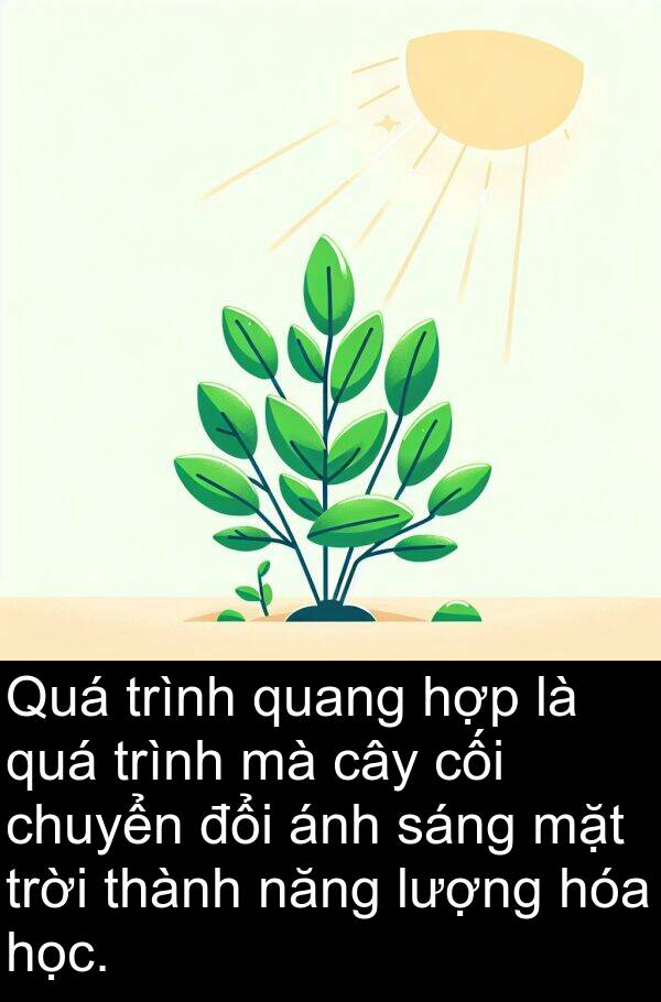 cối: Quá trình quang hợp là quá trình mà cây cối chuyển đổi ánh sáng mặt trời thành năng lượng hóa học.