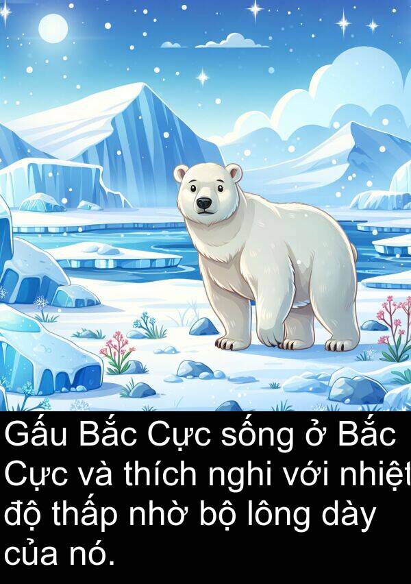 lông: Gấu Bắc Cực sống ở Bắc Cực và thích nghi với nhiệt độ thấp nhờ bộ lông dày của nó.