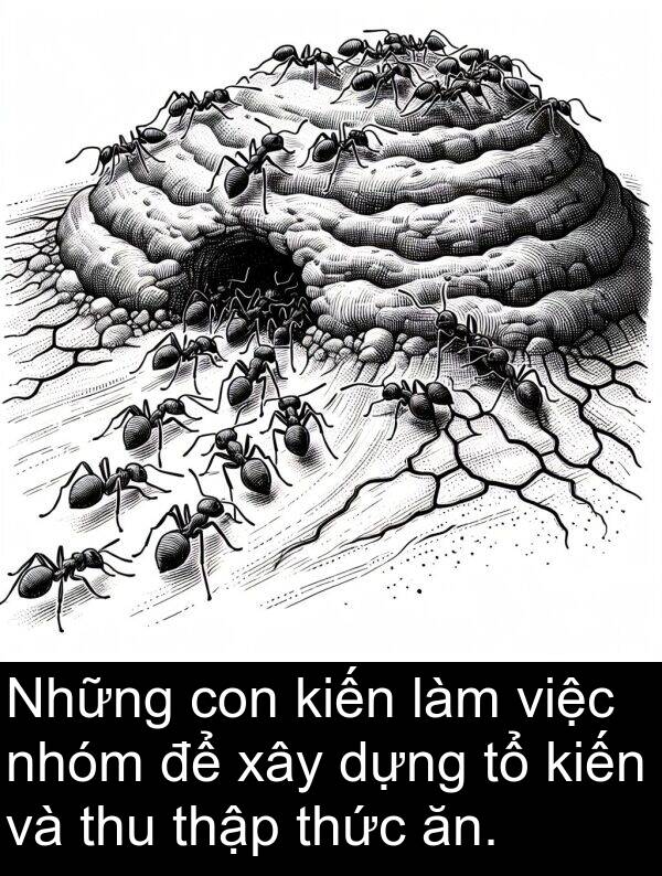 thập: Những con kiến làm việc nhóm để xây dựng tổ kiến và thu thập thức ăn.