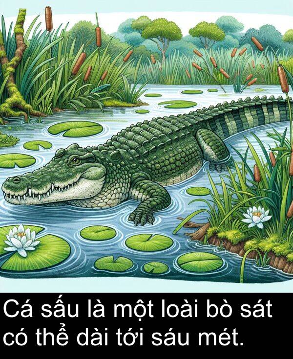 thể: Cá sấu là một loài bò sát có thể dài tới sáu mét.