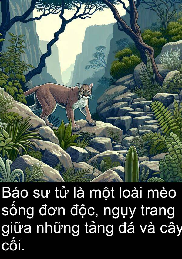 cối: Báo sư tử là một loài mèo sống đơn độc, ngụy trang giữa những tảng đá và cây cối.