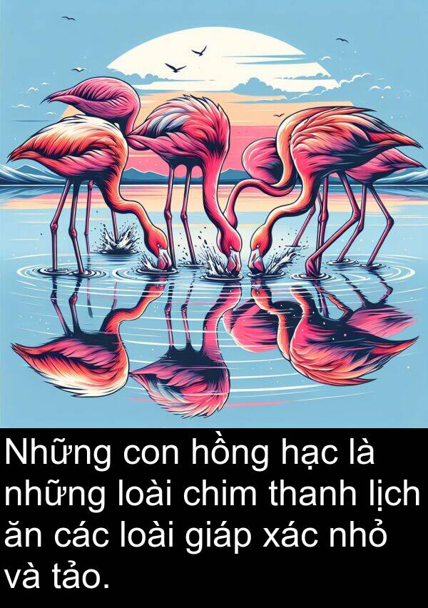 nhỏ: Những con hồng hạc là những loài chim thanh lịch ăn các loài giáp xác nhỏ và tảo.