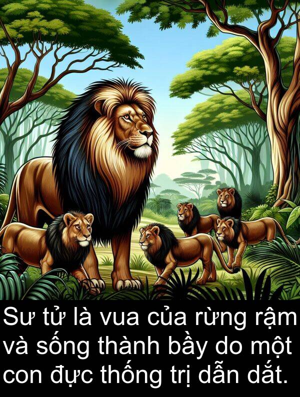 trị: Sư tử là vua của rừng rậm và sống thành bầy do một con đực thống trị dẫn dắt.