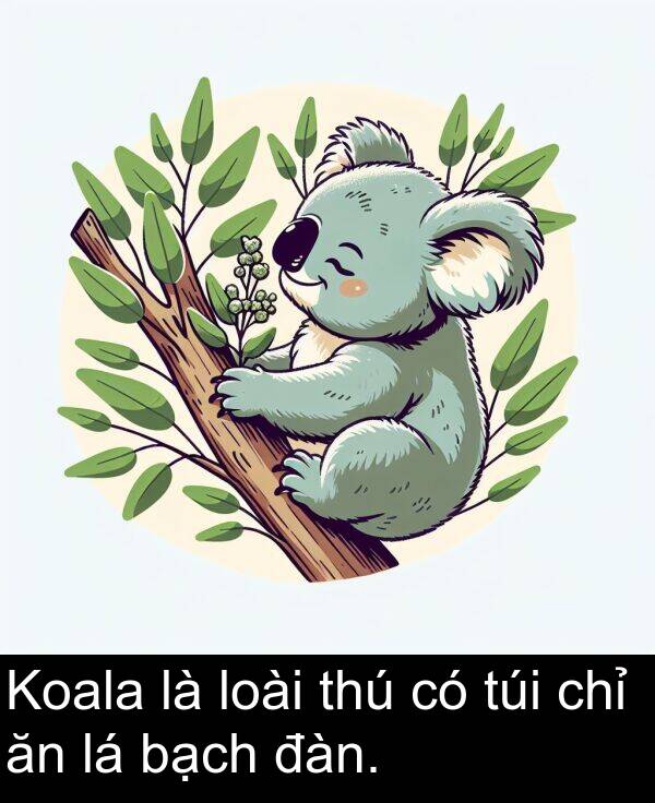 chỉ: Koala là loài thú có túi chỉ ăn lá bạch đàn.