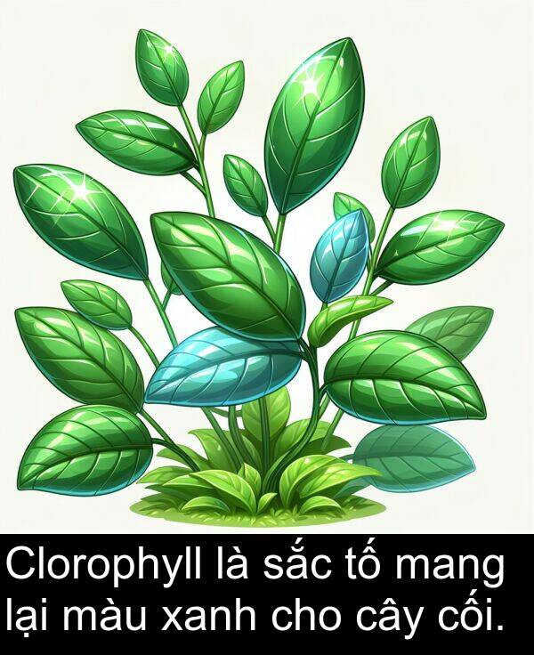 cối: Clorophyll là sắc tố mang lại màu xanh cho cây cối.