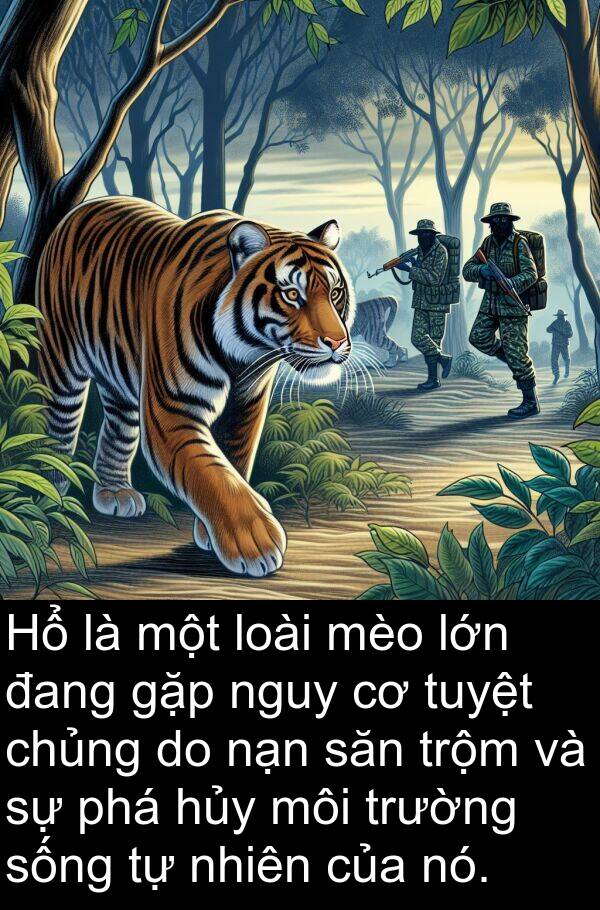 nạn: Hổ là một loài mèo lớn đang gặp nguy cơ tuyệt chủng do nạn săn trộm và sự phá hủy môi trường sống tự nhiên của nó.