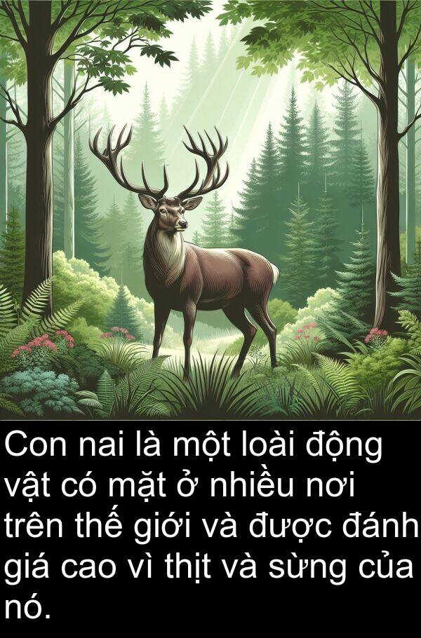 sừng: Con nai là một loài động vật có mặt ở nhiều nơi trên thế giới và được đánh giá cao vì thịt và sừng của nó.