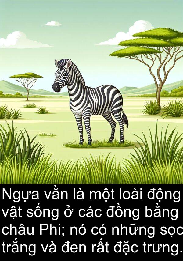 sọc: Ngựa vằn là một loài động vật sống ở các đồng bằng châu Phi; nó có những sọc trắng và đen rất đặc trưng.